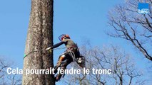 Dans la forêt de Bercé (Sarthe), huit chênes abattus pour reconstruire le socle de la flèche de la cathédrale Notre-Dame-de-Paris