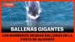 BALLENAS GIGANTES - Aparecen tres ballenas de 27 metros cerca de la costa