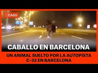 CABALLO EN BARCELONA - Un animal suelto por la autopista en Barcelona