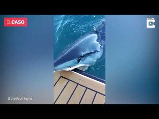 El tiburón más rápido del océano ataca un yate de lujo