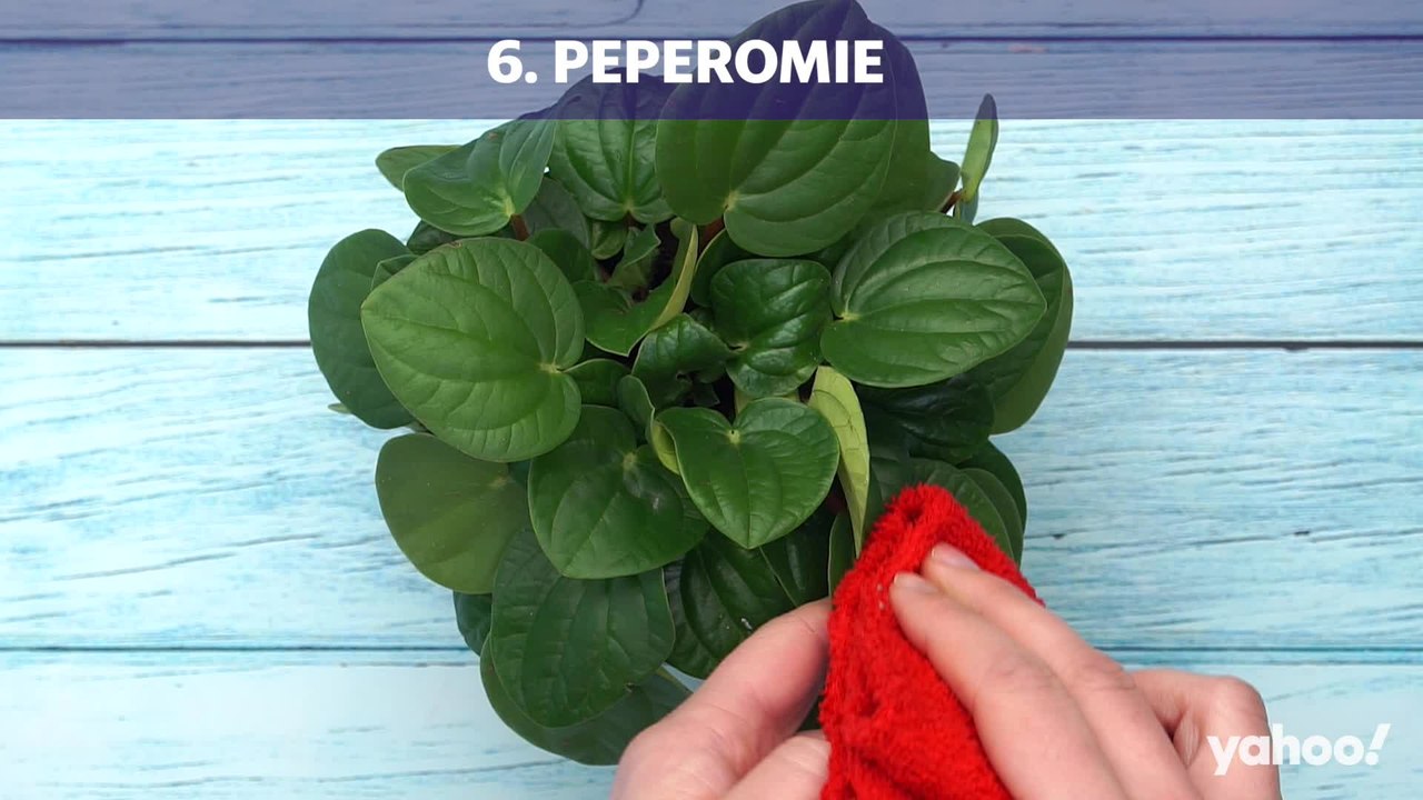 Für diese 10 Zimmerpflanzen brauchst du keinen grünen Daumen