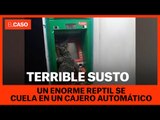 Un enorme reptil se cuela en un cajero automático y siembra el pánico