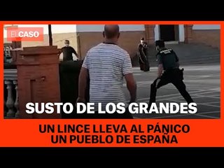 Susto de los grandes: Un lince ibérico lleva el pánico a un pueblo de España