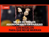 Miles de pollos abandonados en Barajas: los regalan para que no se mueran