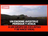 Un enorme avestruz persigue y ataca a un grupo de ciclistas y se hace viral