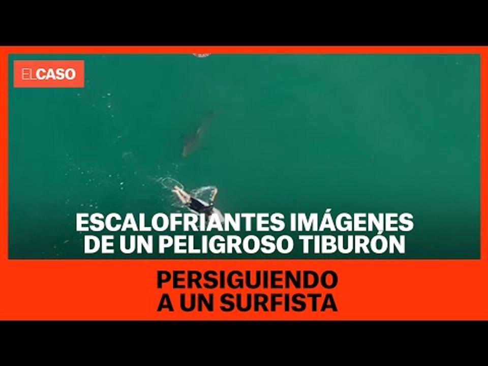 Escalofriantes imágenes de un peligroso tiburón persiguiendo a un surfista