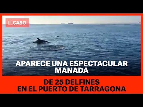 Aparece una espectacular manada de 25 delfines en el puerto de Tarragona