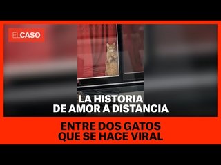 La historia de amor a distancia entre dos gatos que se hace viral