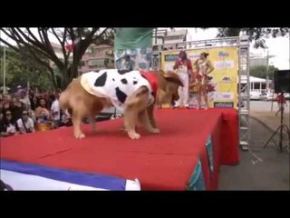 Carnaval de gossos a Rio de Janeiro
