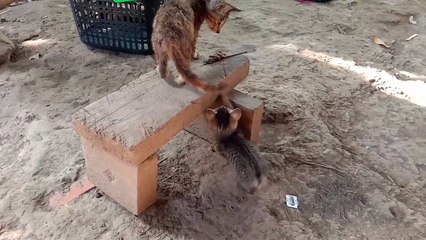 Kitten Playing