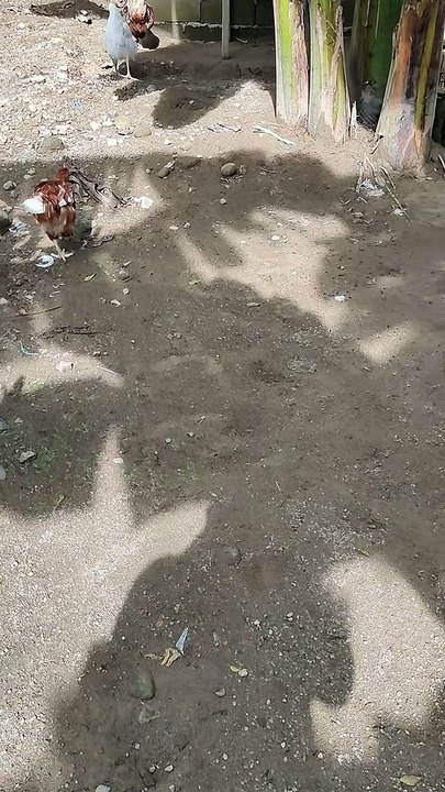 Free Range Chicken - Feeding time (Organic)