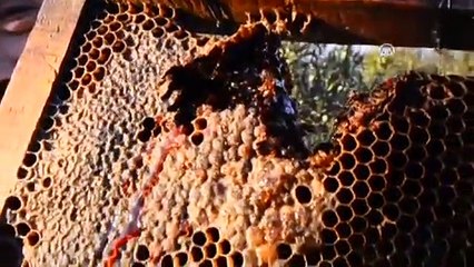 "Kırmızı bal" görenleri şaşırtıyor