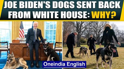 Joe Biden's dogs Major and Champ sent back to Delaware after this happened | Oneindia News