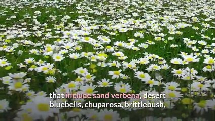 No 'super bloom' in Anza Borrego this spring but late season wildflower