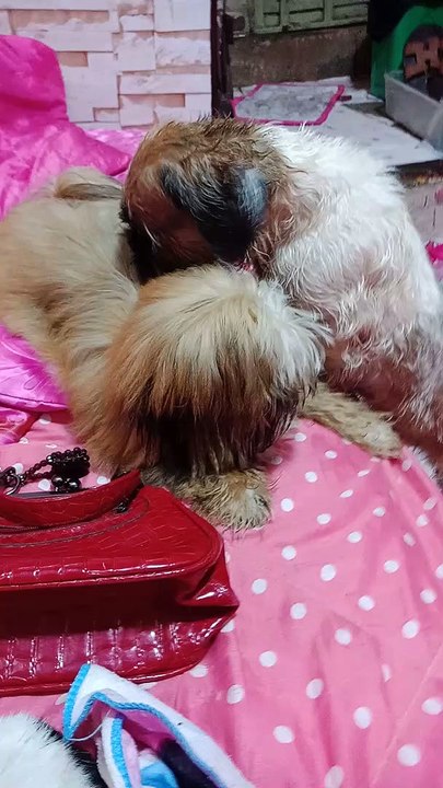 Our Cutest Dogie