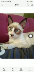 meet my cat Tip to tip guys