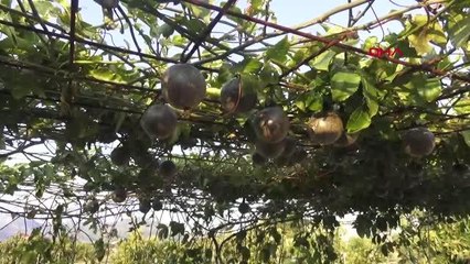 Antlaya passiflora hasadına başladı