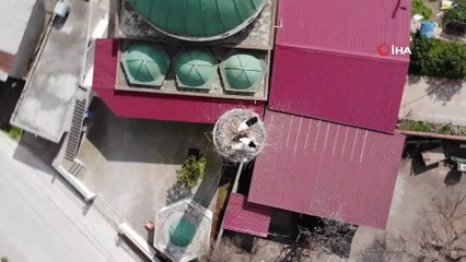 Cami minaresindeki yuva 40 yıldır leyleklere ev sahipliği yapıyor