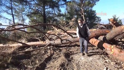 Kızılçam ormanına şimdi de mermer ocağı talanı