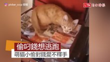 內賊犯下兩起偷錢案無法管？最萌「貓」小偷身滾錢堆展現對錢熱愛