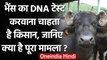 Uttar Pradesh: चर्चा में Shamli में भैंसा चोरी का केस, किसान ने की DNA Test की मांग ।वनइंडिया हिंदी