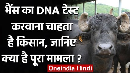 Uttar Pradesh: चर्चा में Shamli में भैंसा चोरी का केस, किसान ने की DNA Test की मांग ।वनइंडिया हिंदी