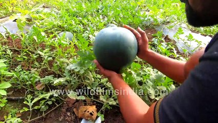 Watermelons - the summer thirst quencher being grown in a field