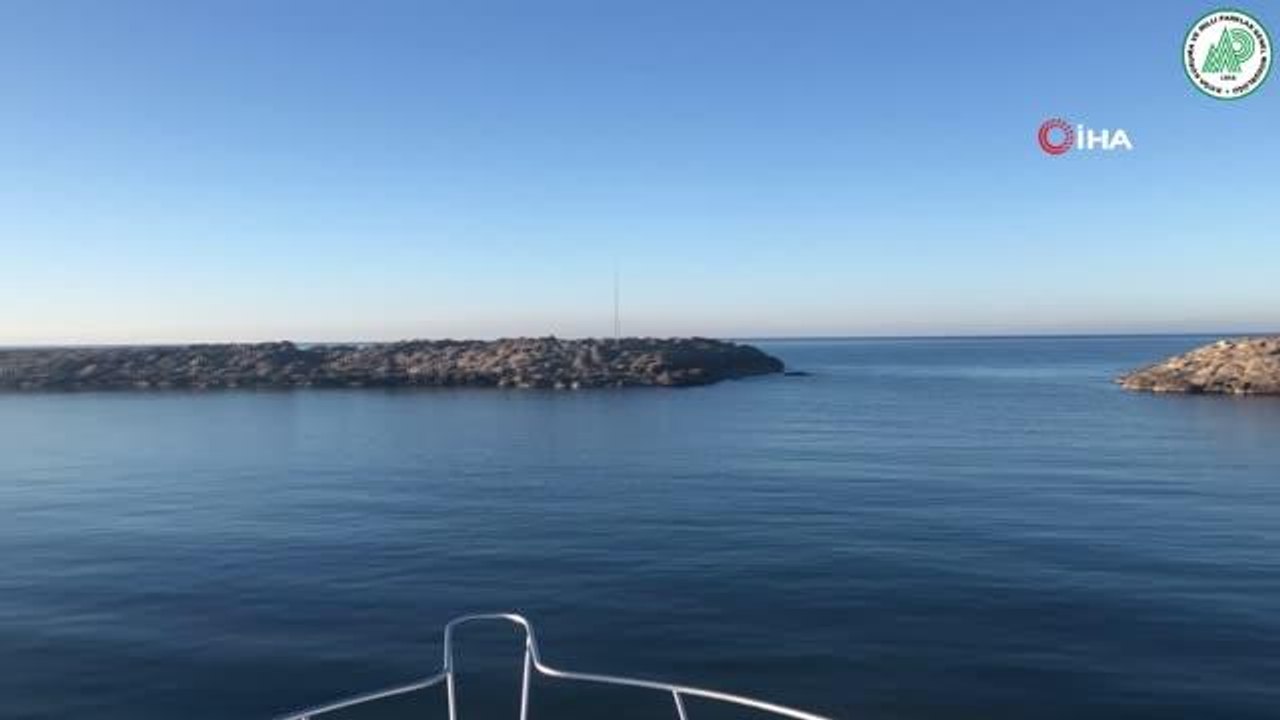 Antalya'da doğa turizmi kapsamında ilk pelajik kuş gözlemi yapıldı