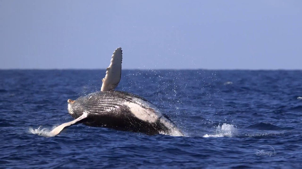 Die geheimnisvolle Welt der Wale - S01 Trailer (Deutsch) HD