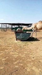 Camel In Desert In UAE