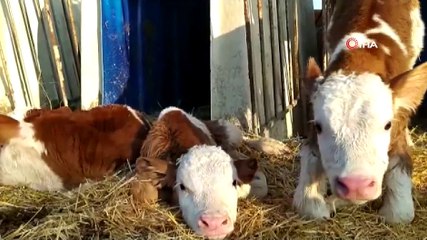 Besicinin yüzü sarıkız isimli ineğinin üçüz buzağısı ile güldü
