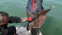 Eğirdir Gölü’nde kaçak avlanan 250 kilo kerevit tekrar göle bırakıldı