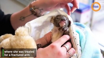 Un minuscule bébé koala soigné pour des fractures au bras