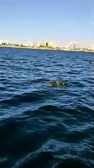 צבה מסוג אולי ריילי מזדווגת עם צב קרני במפרץ אילת