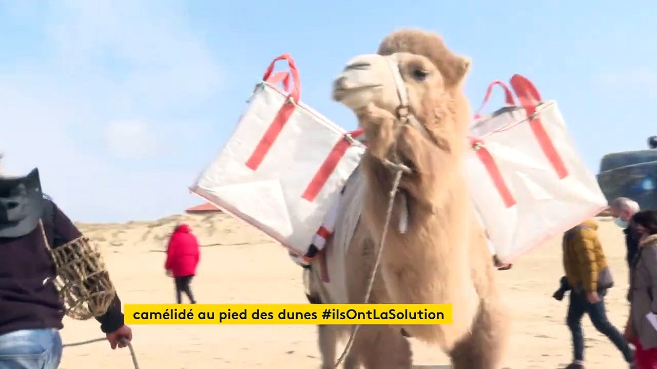 Dans les Landes, un étrange dromadaire participe au ramassage de déchets sur les plages