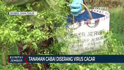 Tanaman Cabai Diserang Virus Cacar, Petani Panen Dini