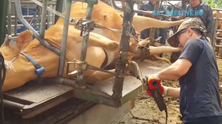 Incredible modern cow & sheep processing technolog || Amazing automatic cow milking harvest factory