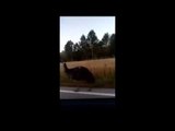 Un cotxe esquiva l'emú del mig de la carretera