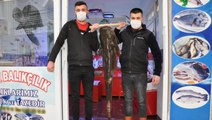 40 kiloluk dev yayın balığı bin 200 liraya satıldı