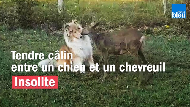 Insolite - Tendre câlin entre un chien et un chevreuil à Nontron