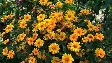 Relaxing sleep music Deep sleeping music Relaxing music Stress relief meditation music