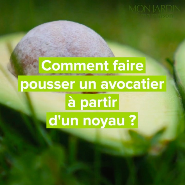 Comment faire pousser un avocatier à partir d'un noyau ?