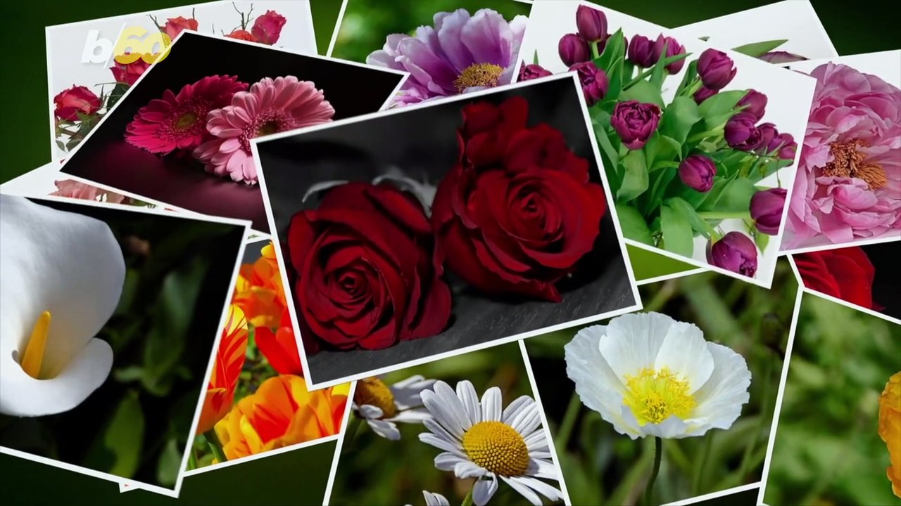 Help Your Indoor Plants Spring Forward
