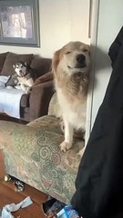 Smiling Doggy is Proud of Homemade Mess