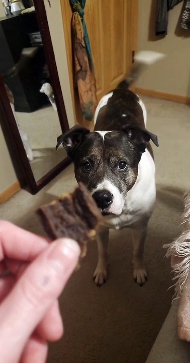 Dog Makes Funny Sounds For Treat