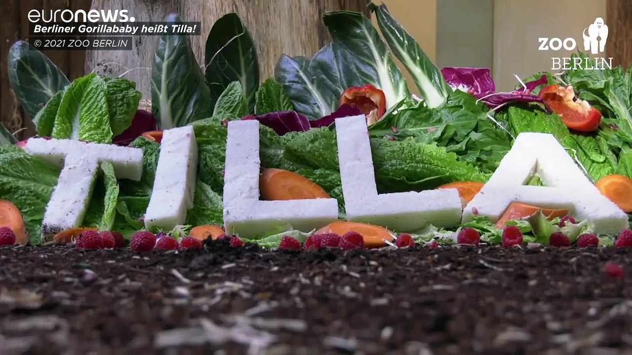 17.000 Vorschläge: Berliner Gorilla-Nachwuchs heißt Tilla