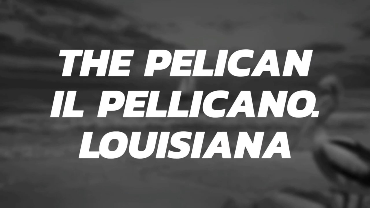 The pellican