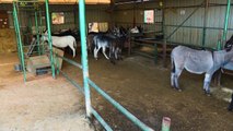 En Cisjordanie, un refuge remet sur pied des dizaines d'ânes