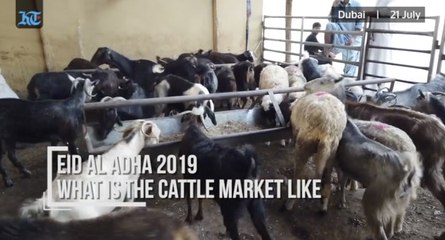 Eid Al Adha 2019: What Is The Cattle Market Like