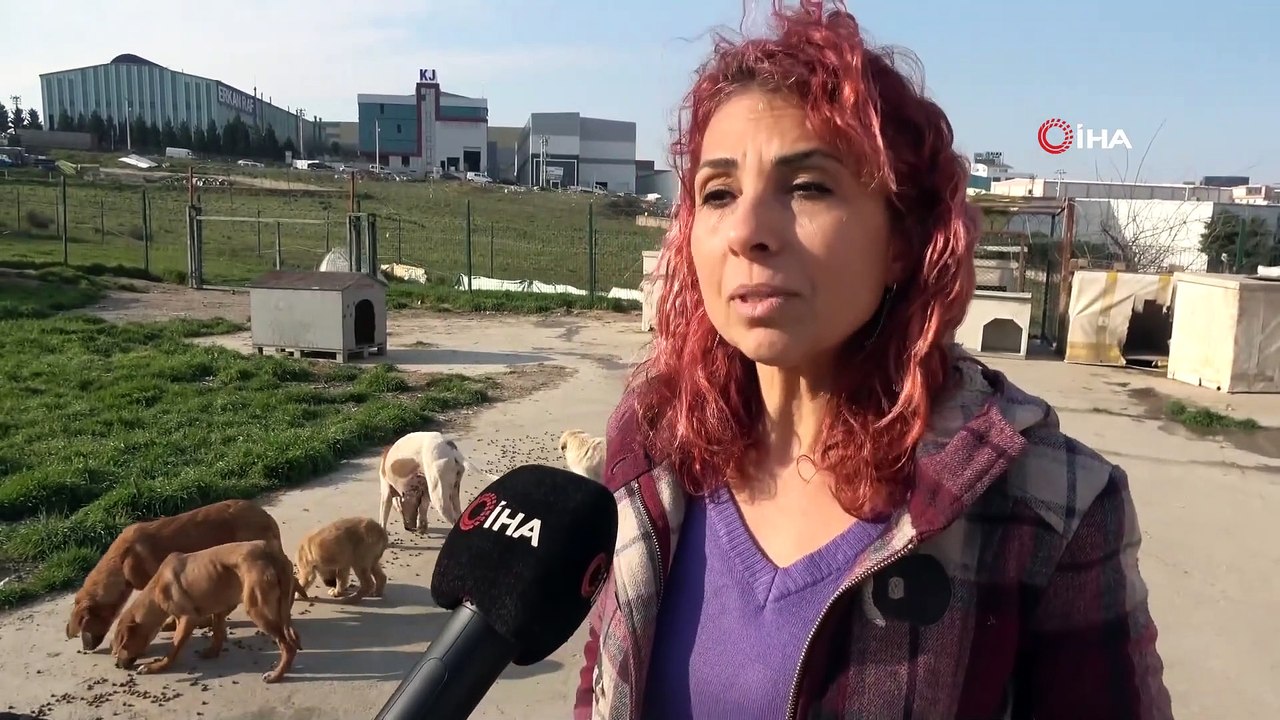 Öğretmen Maaşını ve Zamanını 300 Dilsiz Canın Bakımına Adadı
